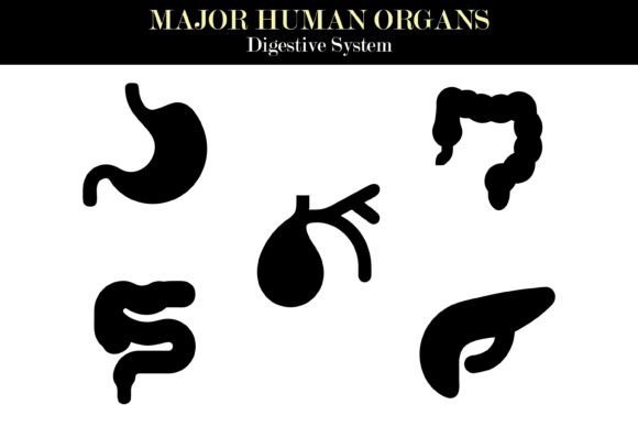 Human Digestive System Organs Silhouette Graphics for Makers